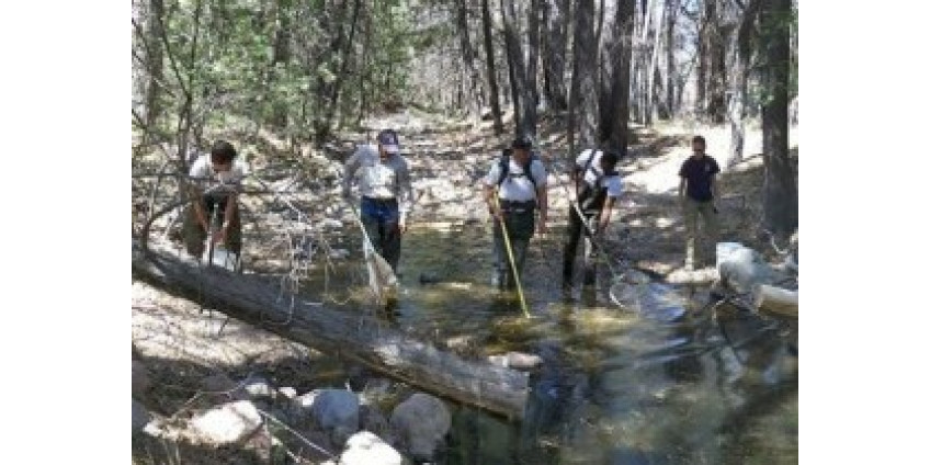 После пожара в Аризоне пострадали животные
