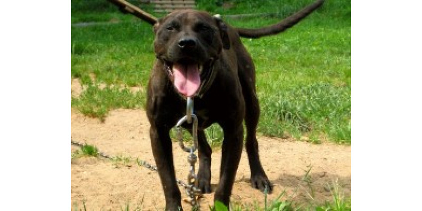 В Сан-Диего начали разбирательство по делу о владельцах питбулей