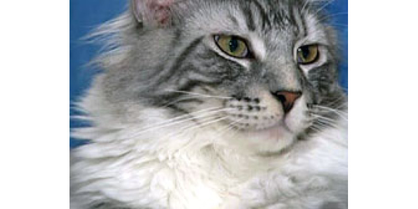 Жители Сан-Диего не готовы платить за кошек