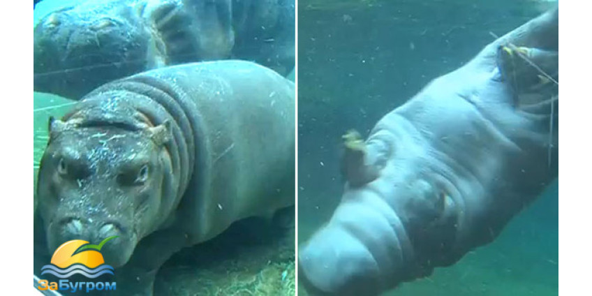Детеныш бегемота покорил публику