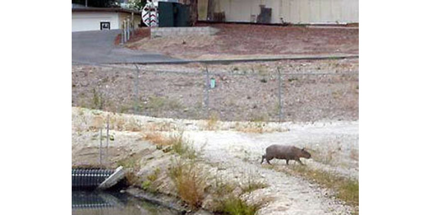 В Калифорнии поселился необычный житель