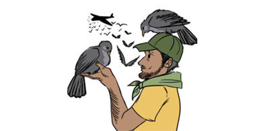 Любовь к голубям может привести к тюрьме