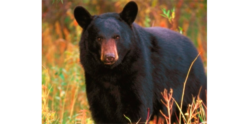 В Неваде разрешили охотиться на черных медведей