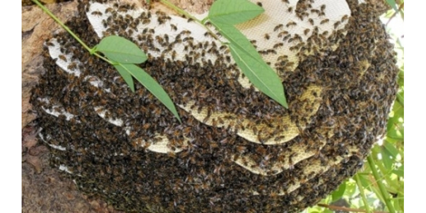 600 укусов пчел не стали смертельными