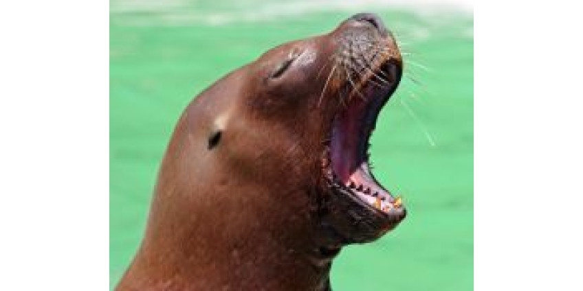 Гибель морских львов может привести к серьезным последствиям