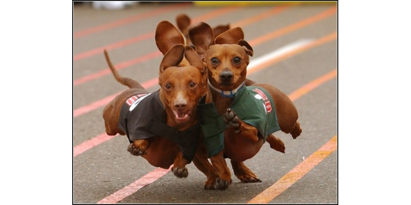 Соревнования собак-сосисок в Сан-Диего