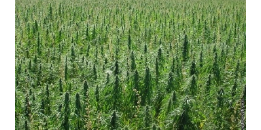 Калифорнию могут засеять индустриальной коноплей