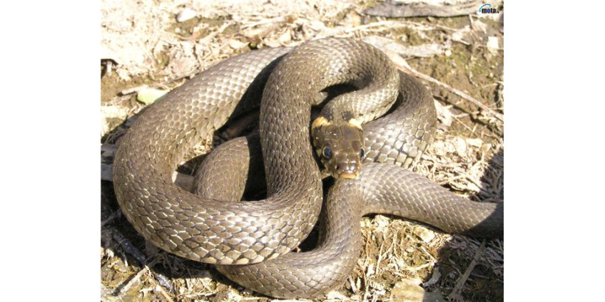 Штаты могут пострадать от нашествия змей