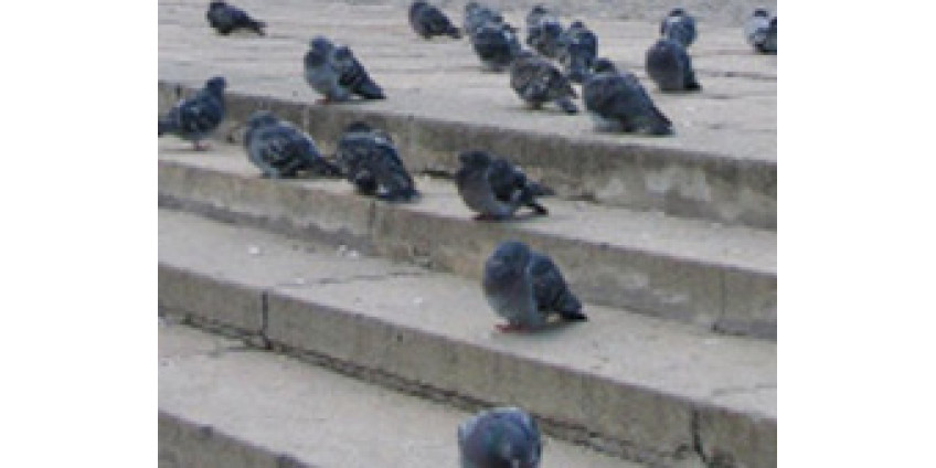 Голуби едва не стали причиной катастрофы
