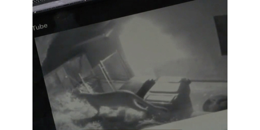 В Сан-Диего пума напала на ребенка