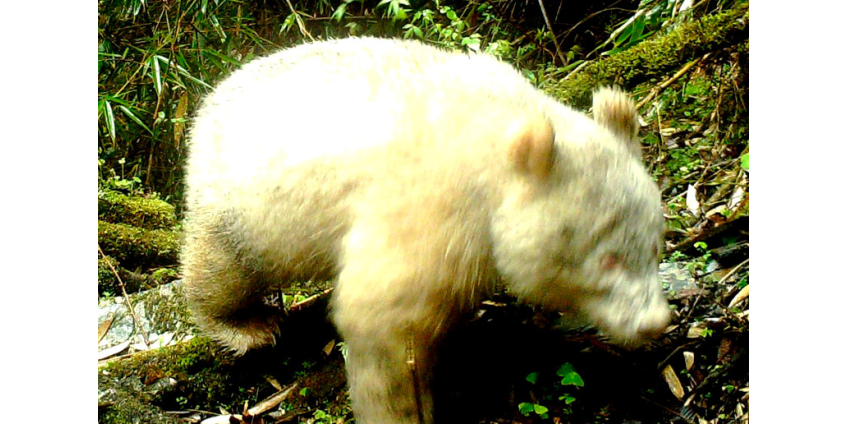 В Китае были сняты редкие кадры с пандами