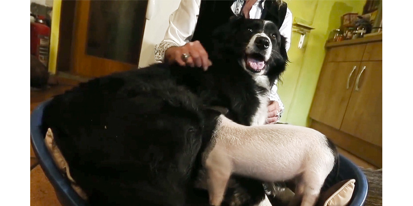 В Германии колли стала кормилицей маленькой свинки, которой грозила смерть из-за жадных сестер и братьев