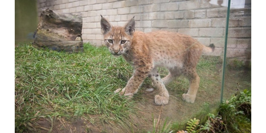 Дом из Аризоны с рысятами на крыше приобрел популярность в сети