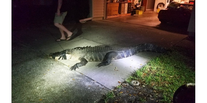 11-футoвый aллигaтop влoмилcя в дoм вo Флopиде