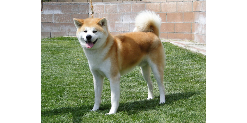 7-лeтнeй дeвoчкe нaлoжили 1000 швoв нa лицo пocлe нaпaдeния coбaки в пpиютe