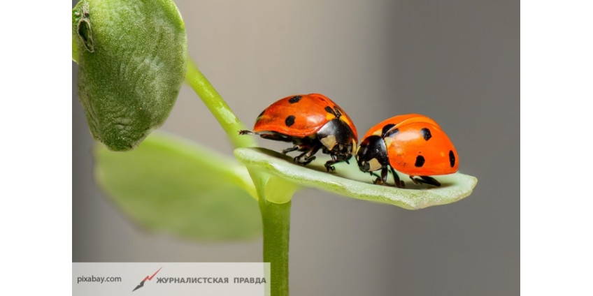 В Сан-Диего зафиксировано нашествие божьих коровок