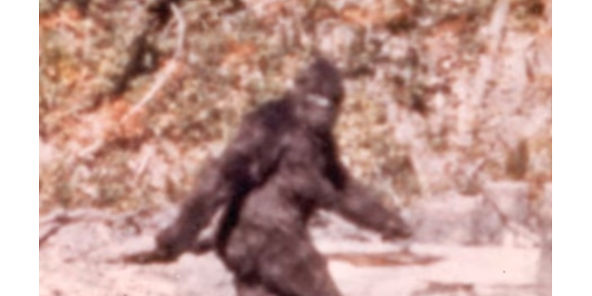 Шерсть снежного человека оказалась оленьей