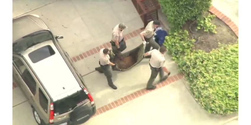 Калифорниец, спасая свою собаку, сразился с медведицей