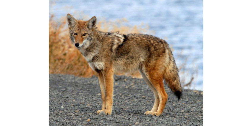 Приют для животных предупреждает жителей Сан-Диего о нападении койотов на домашних питомцев