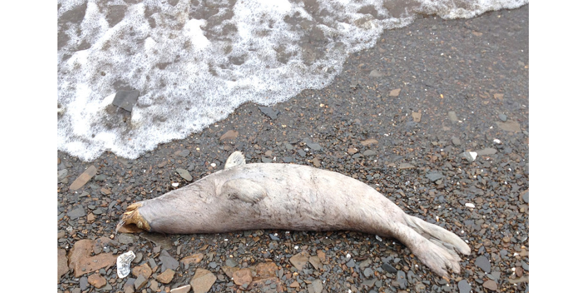 На побережье Аляски устанавливают причины загадочной гибели десятков тюленей 