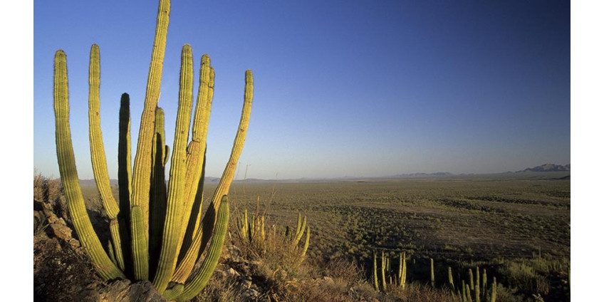 В Аризоне от теплового удара погибла девочка из Индии
