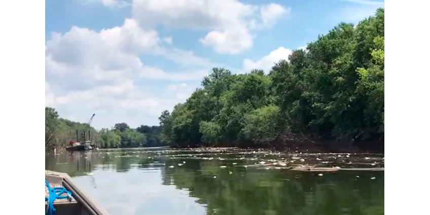 Разлив виски в Кентукки: в реке на участке в 37 км гибнет рыба, странный вкус водопроводной воды в столице штата
