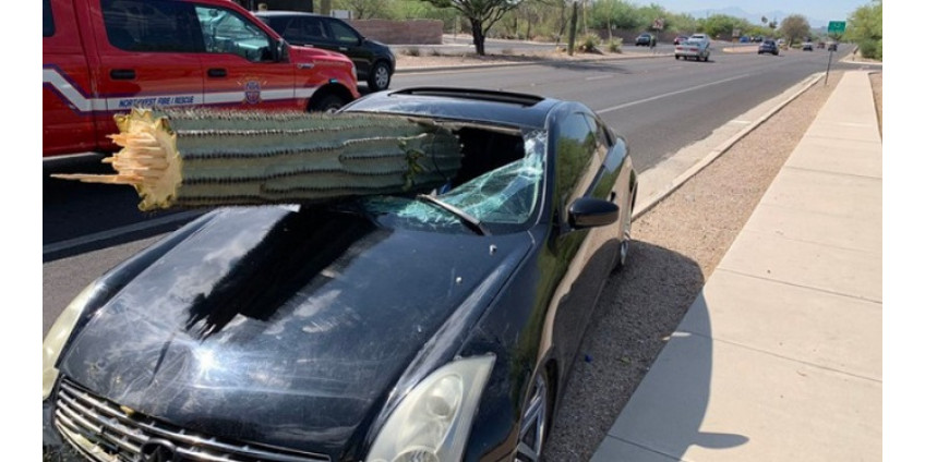 ДТП в Аризоне: водитель врезался в кактус