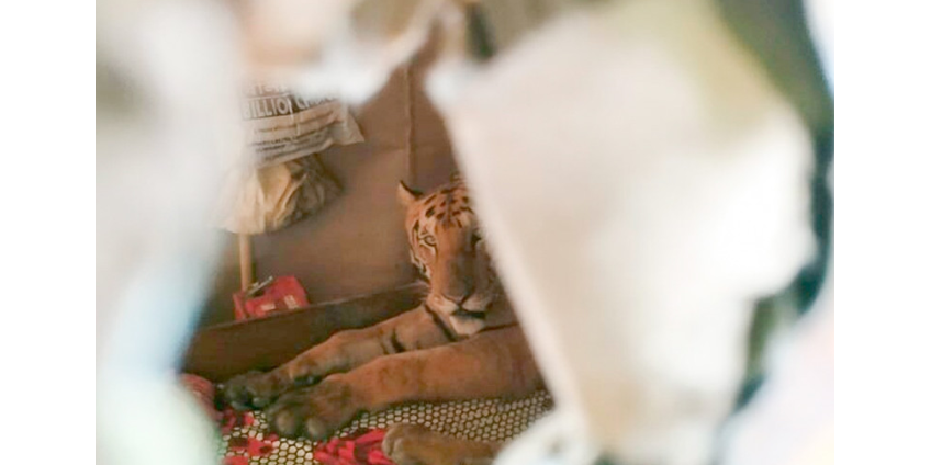 В Индии обессиленная стихией тигрица пришла в дом и проспала на кровати целый день