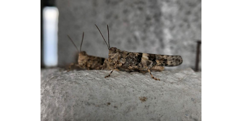 Кузнечики в Лас-Вегасе продержатся несколько недель