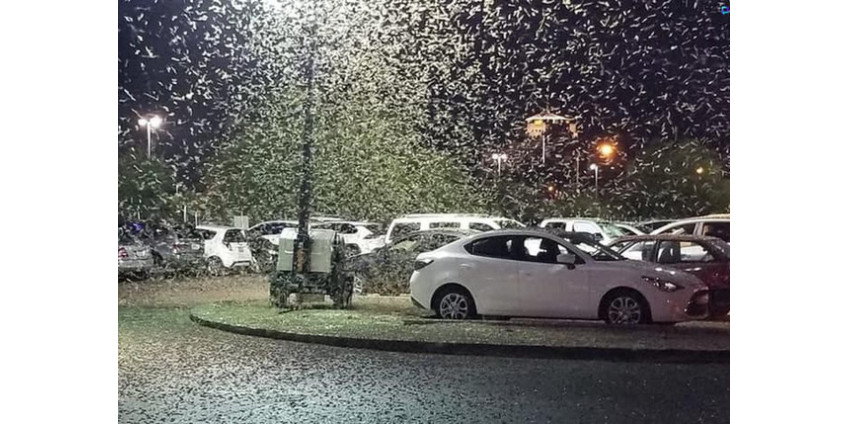 Ситуация с кузнечиками в Лас-Вегасе накаляется