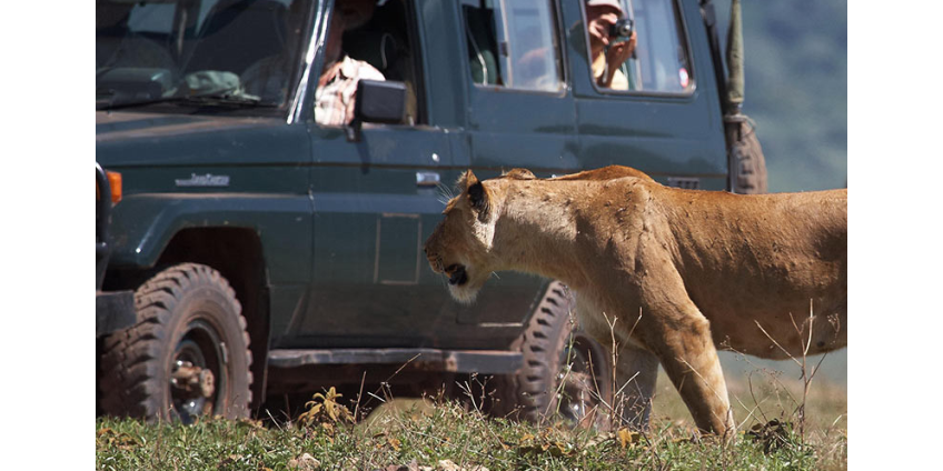 Львы в Национальном парке в ЮАР освоили новый вид охоты - они ловят своих жертв, прячась за машинами туристов
