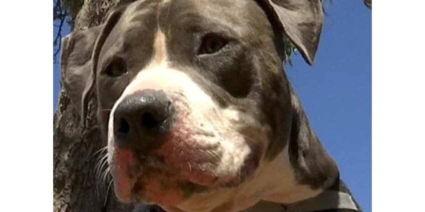 Калифорнийский пес спас героически напал на акулу, защищая хозяина