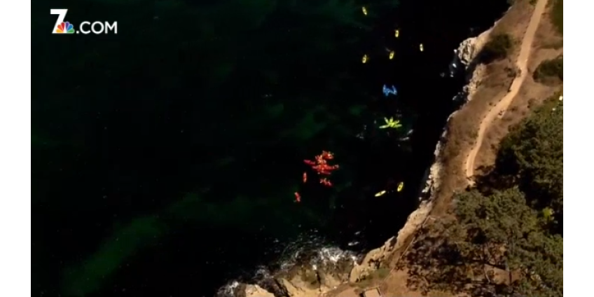 Байдарочники сообщили о двух акулах у берегов Сан-Диего