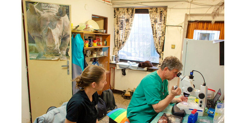 Ученые провели успешное искусственное оплодотворение яйцеклеток почти вымершего северного белого носорога