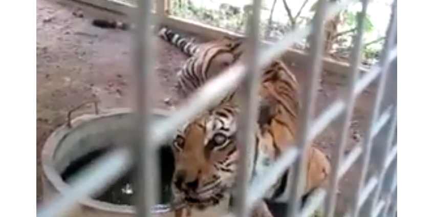 86 тигров, вывезенных три года назад из скандального "тигриного монастыря" в Таиланде, не выжили