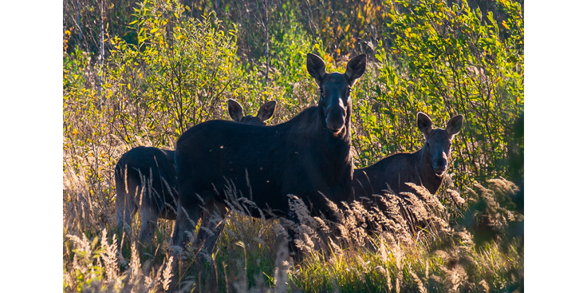 Минприроды в 400 раз подняло оценку стоимости всех зверей в России