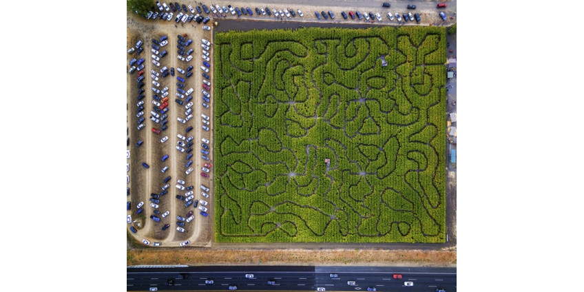 Кукурузный лабиринт в Калифорнии стал местом многочасовой погони