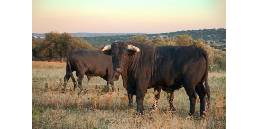 Трупы 5 быков с жуткими увечьями нашли в Орегоне. Одни винят секту, другие — инопланетян
