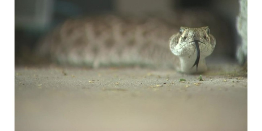 В Финикс вернулись гремучие змеи