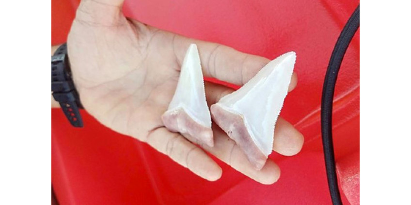 Житель Сан-Диего едва не стал жертвой акулы-людоеда