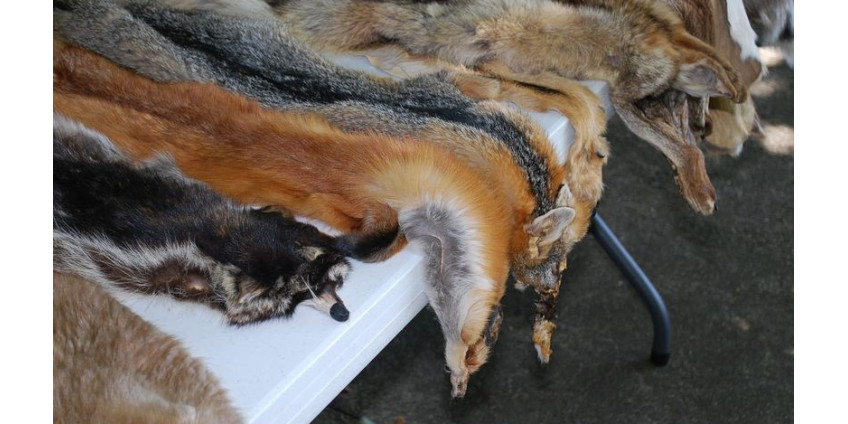 В Калифорнии запретили натуральный мех