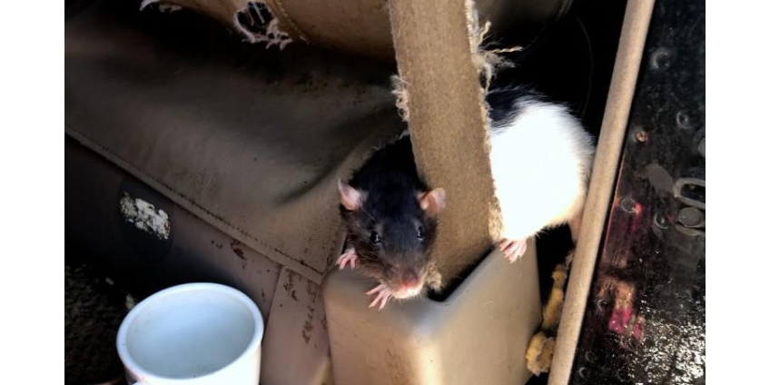 В Сан-Диего отдают на «усыновление» крыс