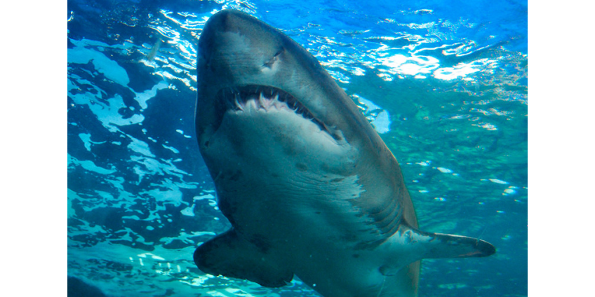 В Австралии акула напала на двух британских туристов, откусив одному ногу