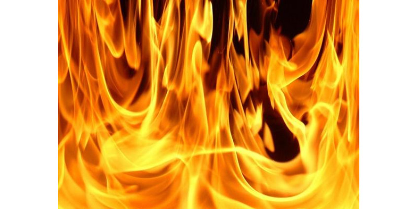 Во время калифорнийских пожаров конь вернулся на пылающее ранчо для спасения своей семьи Во время калифорнийских пожаров конь вернулся на пылающее ранчо для спасения своей семьи