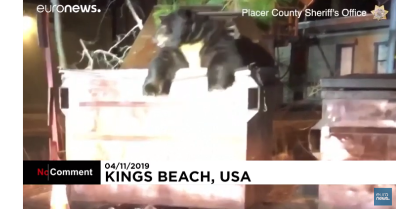 В Калифорнии полиции пришлось спасать медведя из мусорного бака