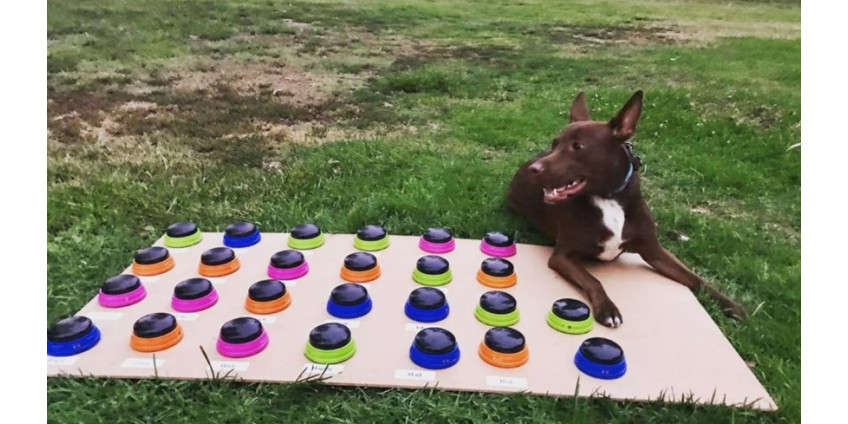 Логопед из Сан-Диего набирает популярность благодаря ученой собаке