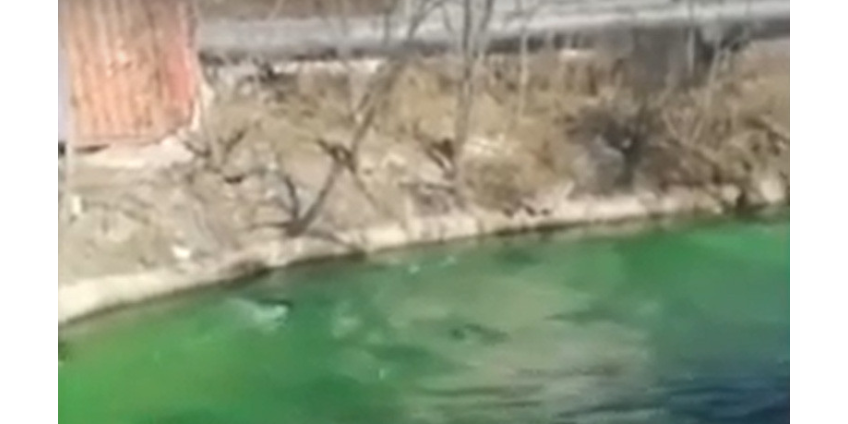 Во Владивостоке река Объяснения окрасилась в ядовито-зеленый цвет
