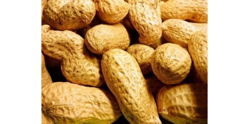 В Калифорнии создали вакцину от аллергии на арахис