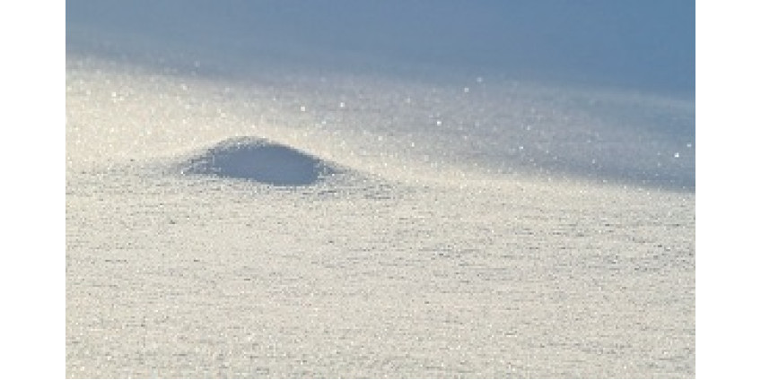 Из-за сильного снегопада в Арктике гибнет целая экосистема