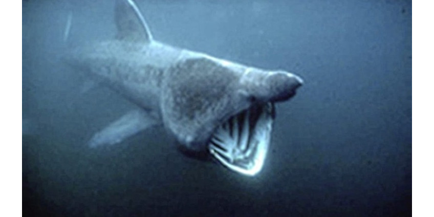 Появилось фото гигантской и жутко выглядящей акулы, у которой в пасти виднеется «грудная клетка»